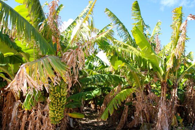 Banana Farm