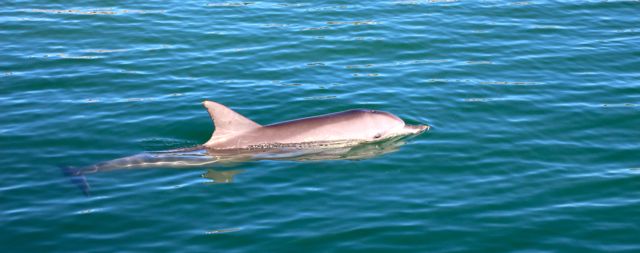 Flipper at Monkey Mia