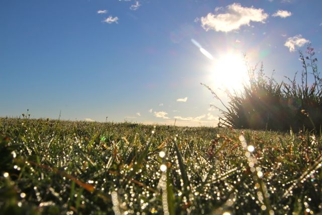 Morning dew glistening in the rays