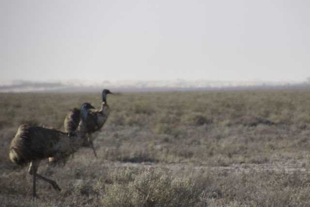 Emus on the run